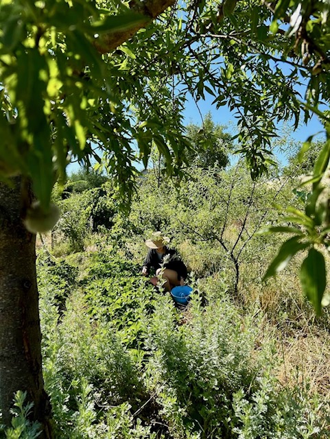 Mijn Wwoof ervaring in Portugal