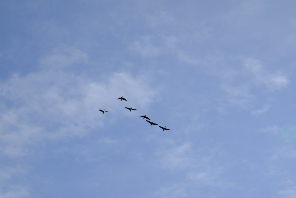 kunst & de landbouwtransitie